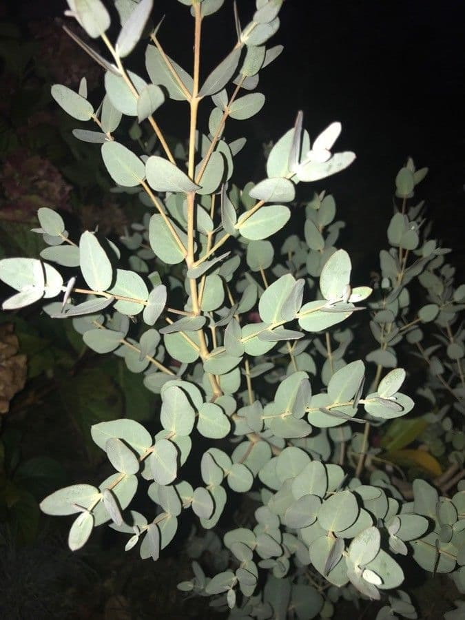 Gunn-Eukalyptus 17