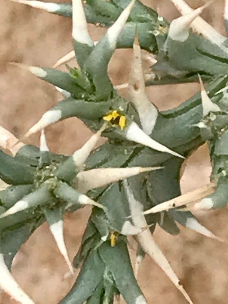 Cornulaca 16