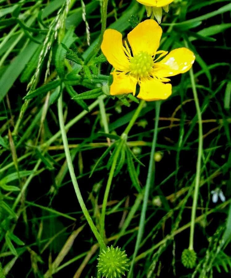 Gold-Hahnenfuß 10
