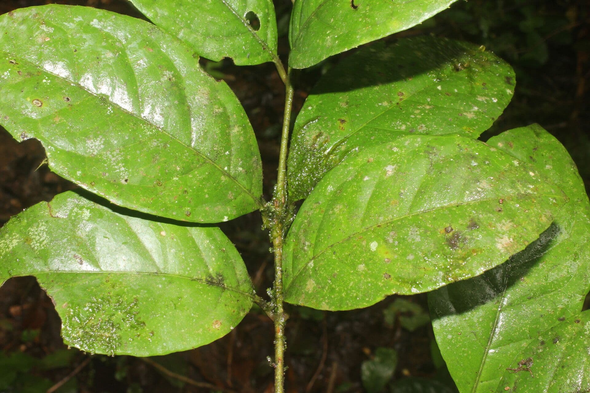 Mollinedia 12