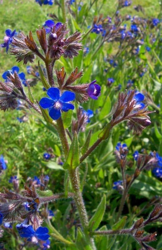 Buglossoides azzurra 4