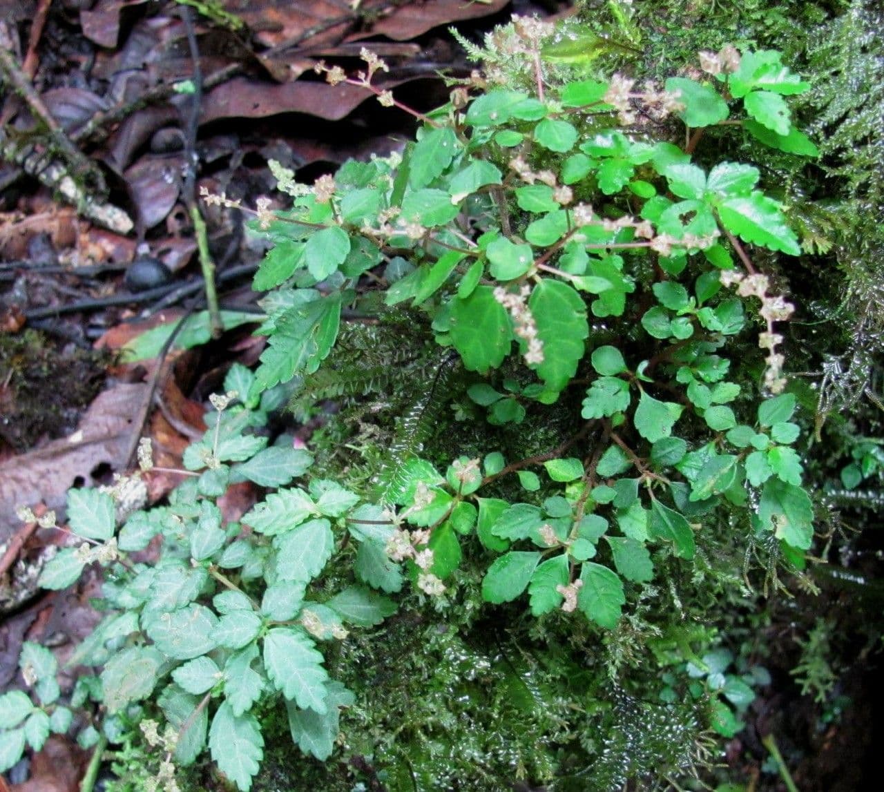 Pilea 4