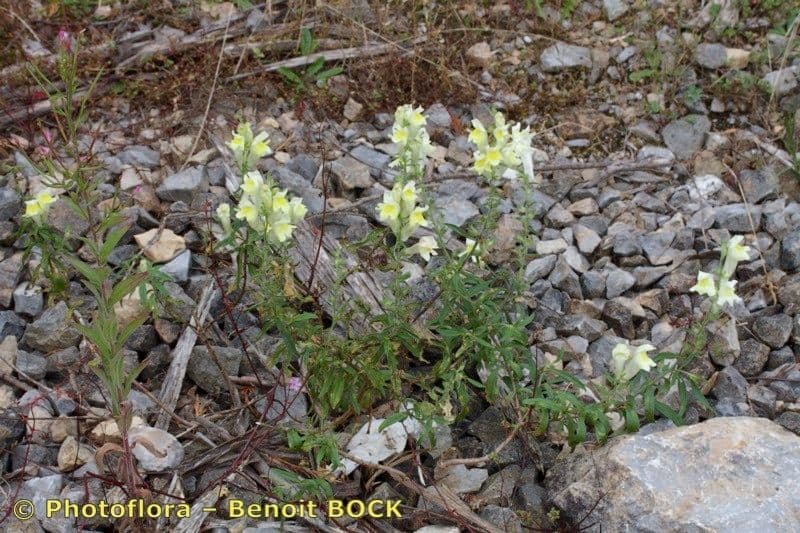 Antirrhinum 6