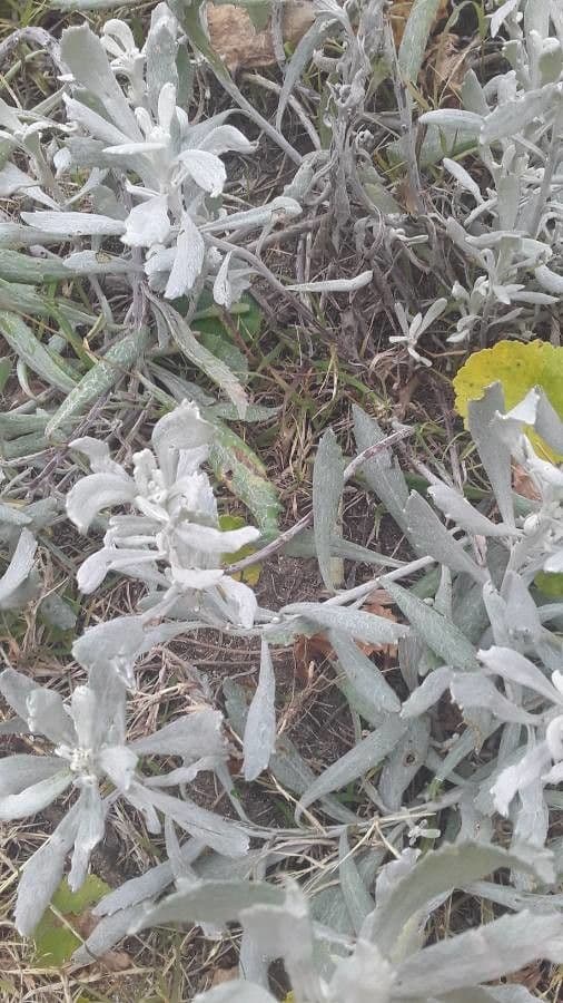Yerba santa 12