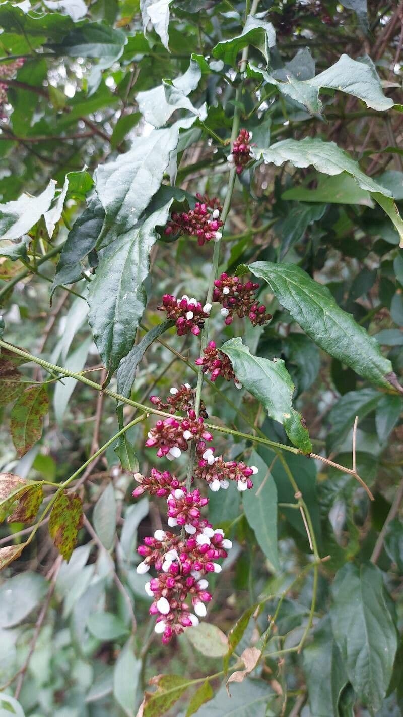 Chamissoa Altissima 4