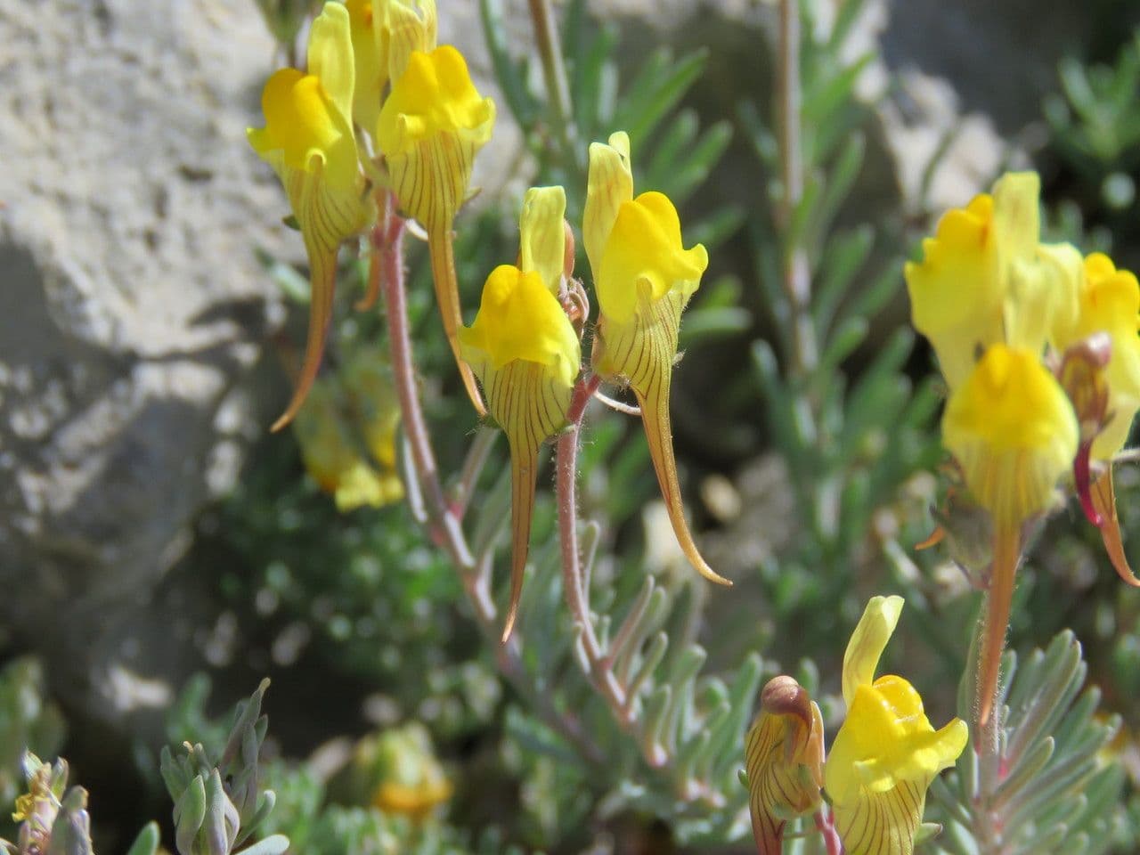 Linaria supina 14
