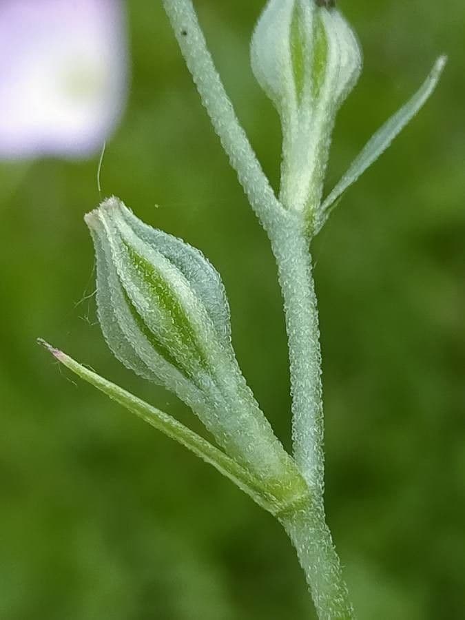 Enotera rosa 5