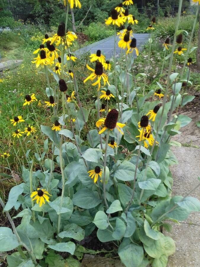 Rudbeckia 6