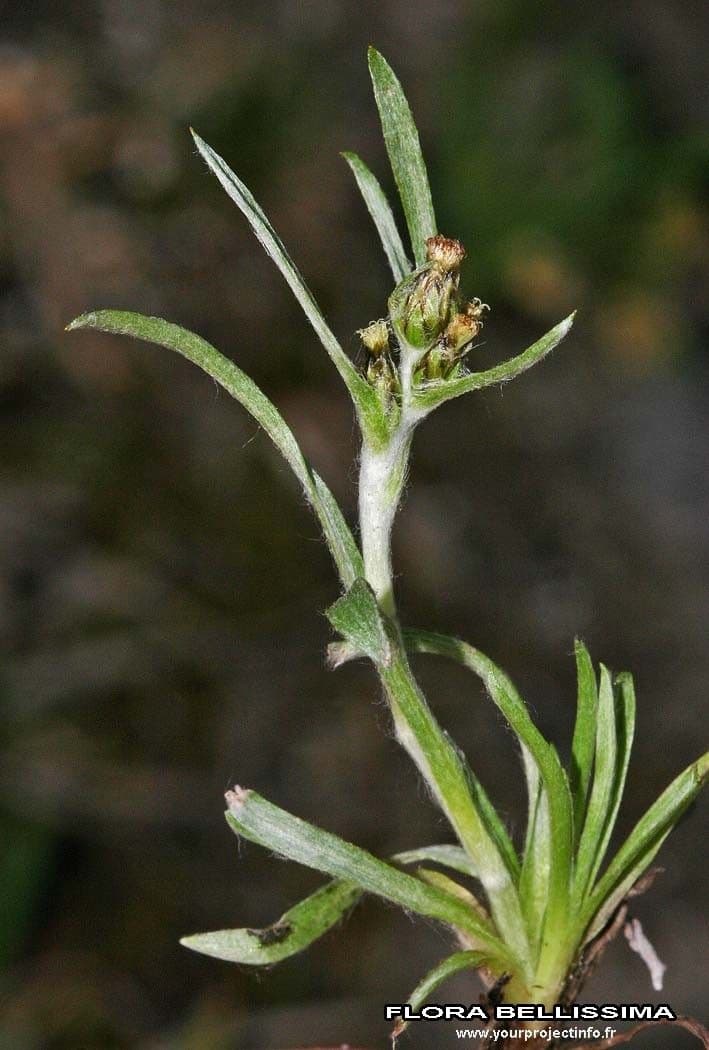 Gnaphalium 29