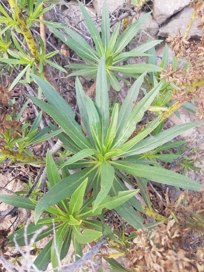 Echium 14