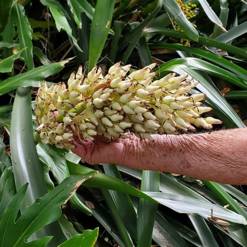 Aechmea 7