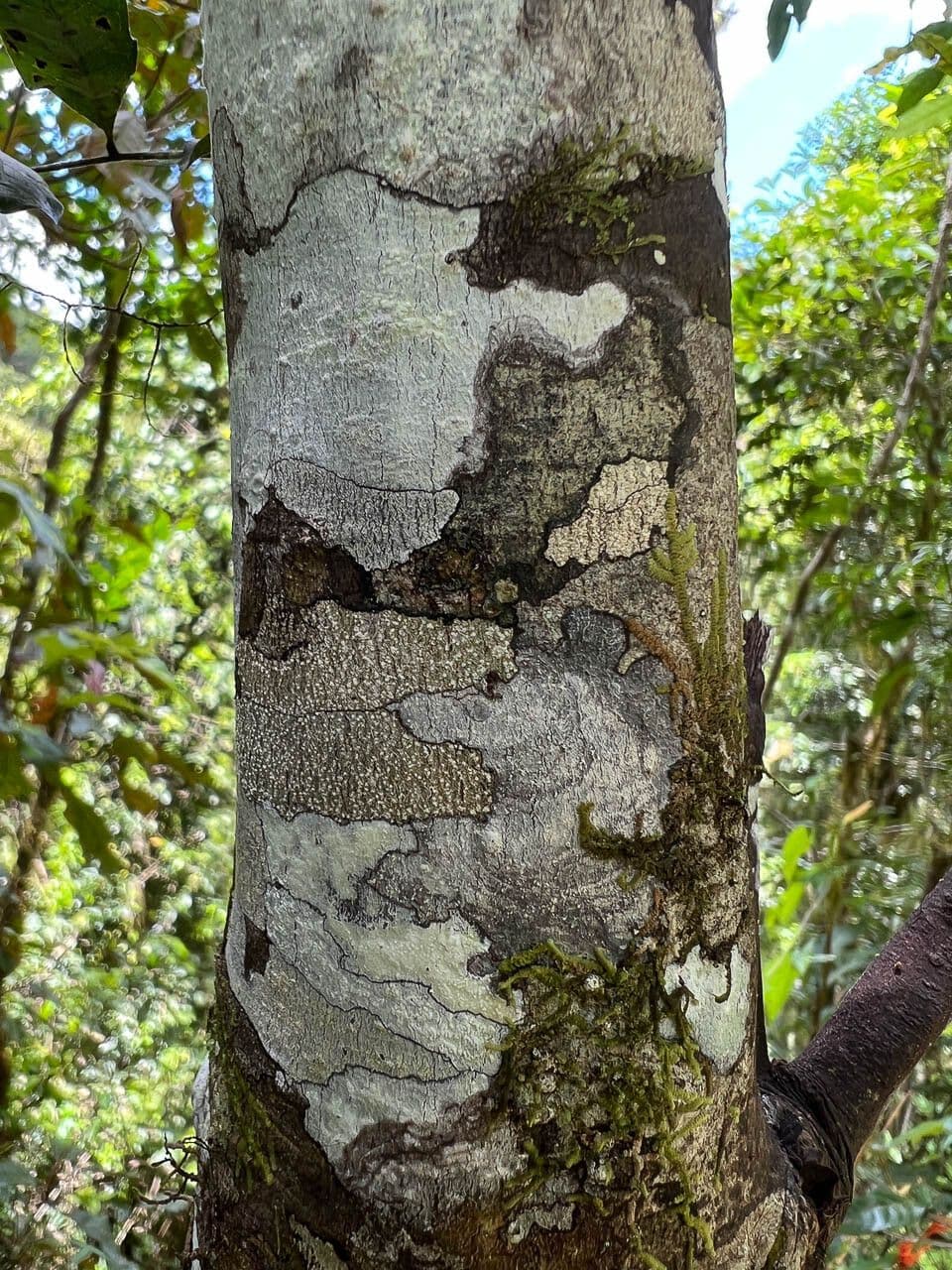 Guioa villosa 17