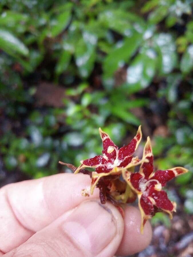Sterculia 2