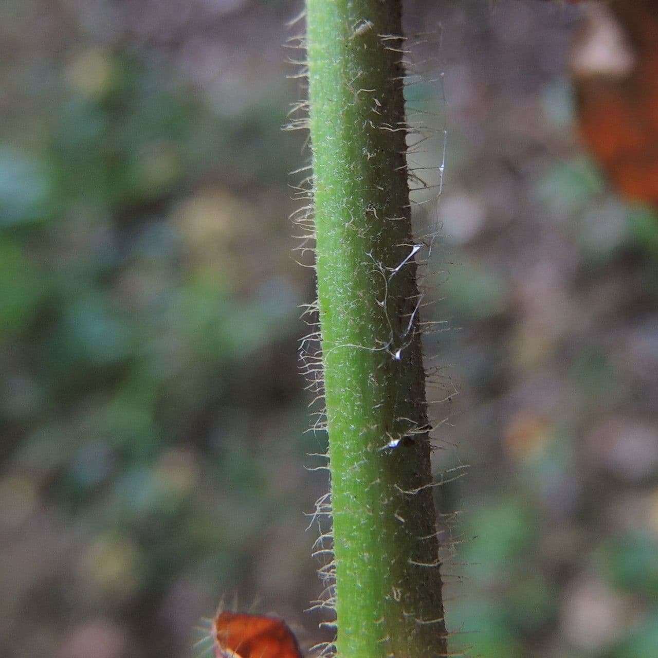Hieracium scabro 8