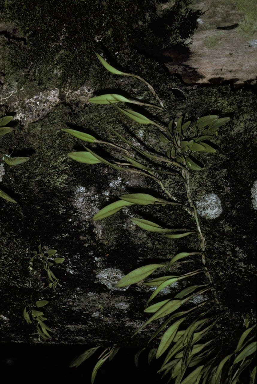 Yauapery-Acianthera