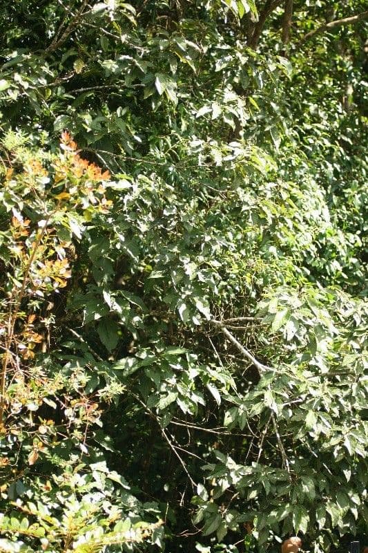 Dombeya 8