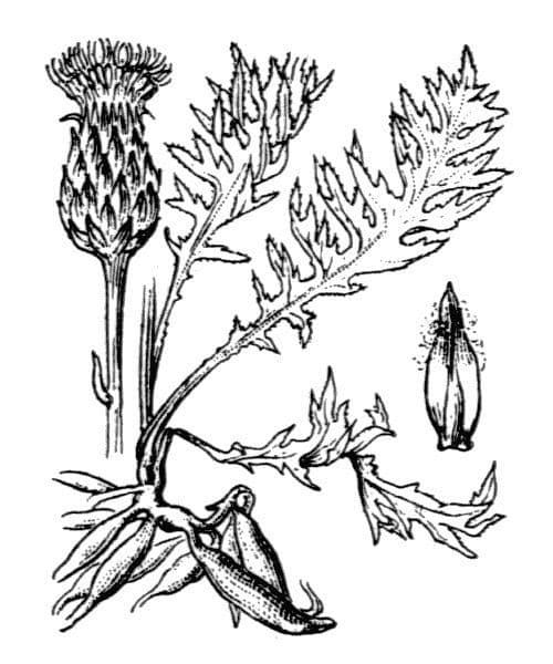Knollen-Distel 27