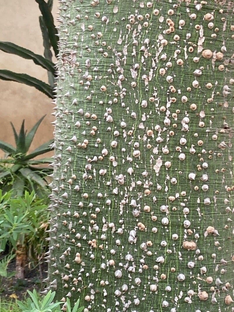 Pachypodium 19