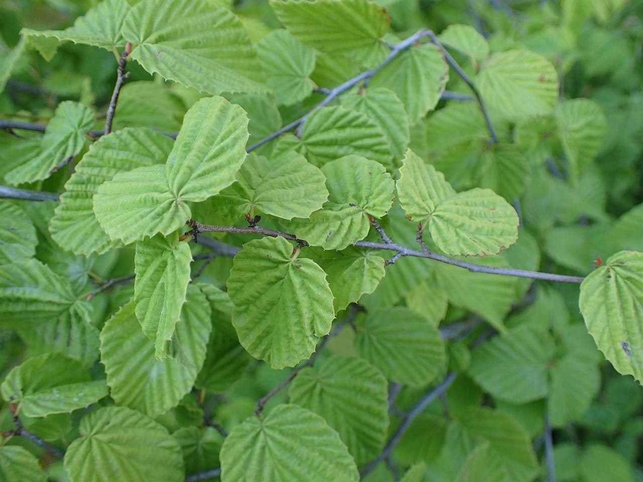 Corylopsis 9