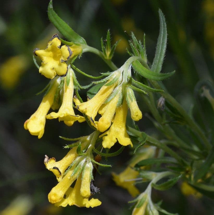 Erba-tosta multiflora 5