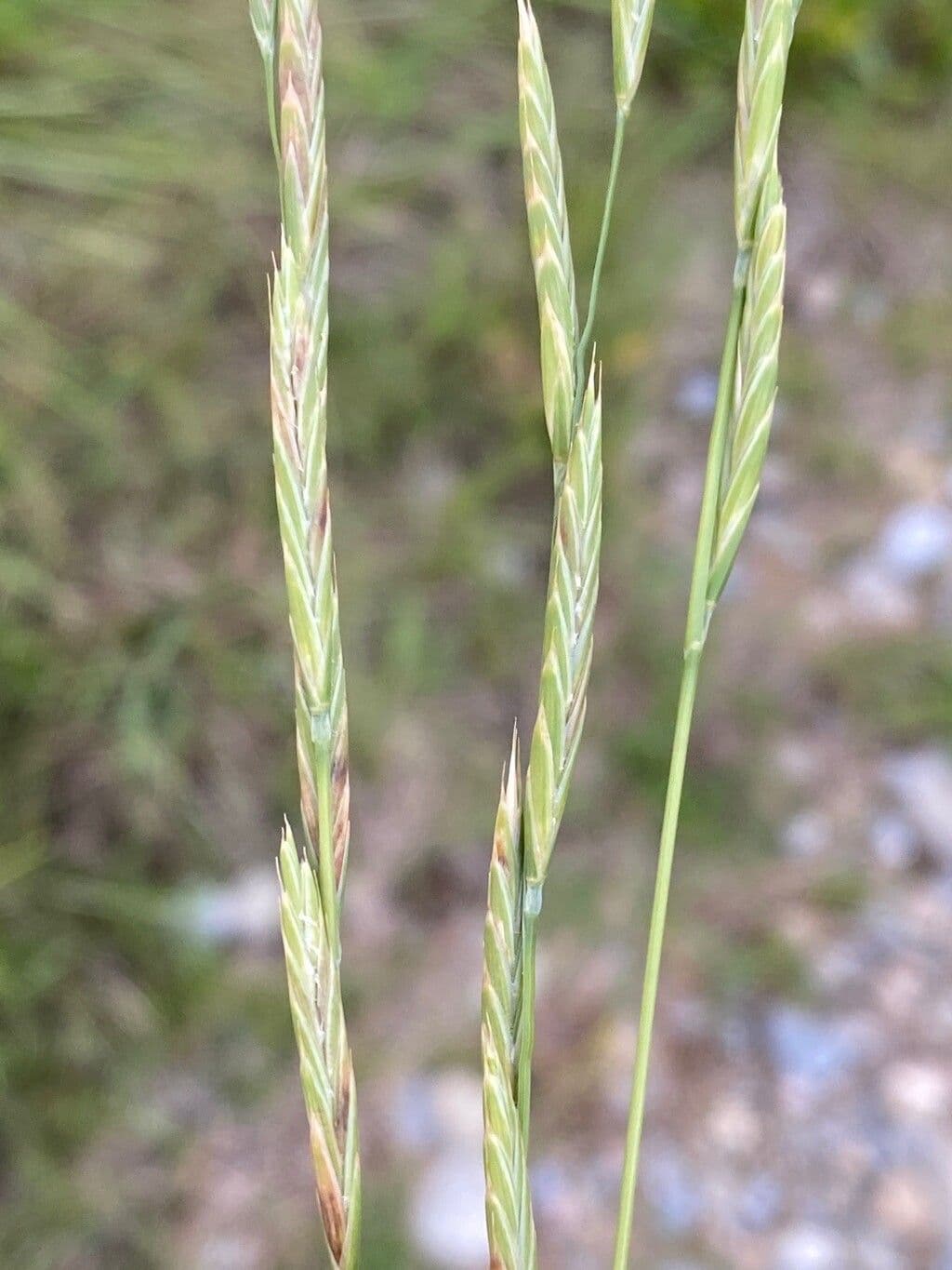 Brachypode phénicoïde 6