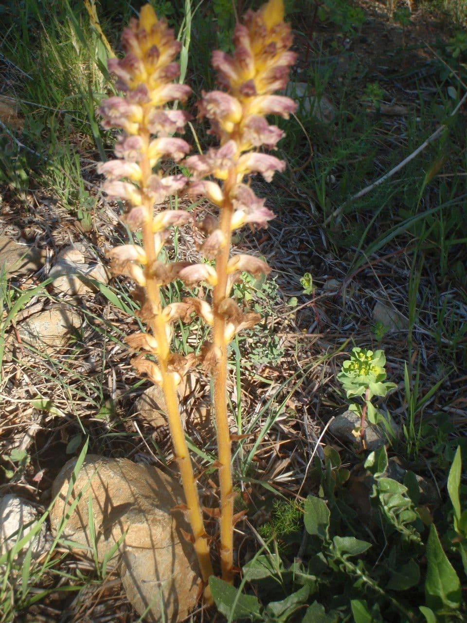 Orobanca variegata 10