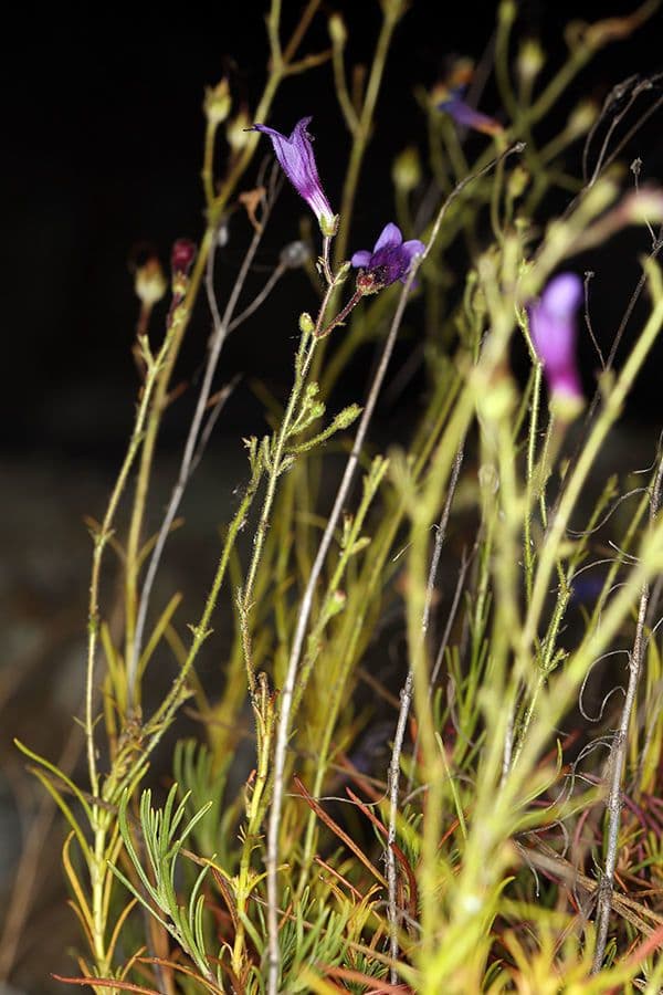 Fadenblättrige Bartblume 6