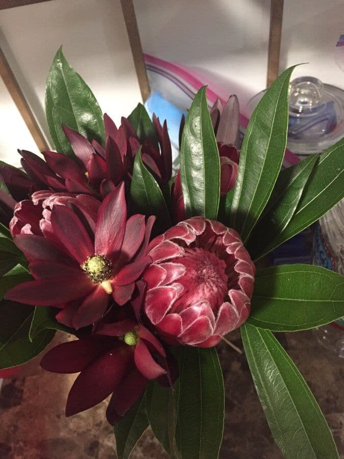 Protea carciofoide 18