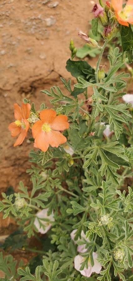 Sphaeralcea 3