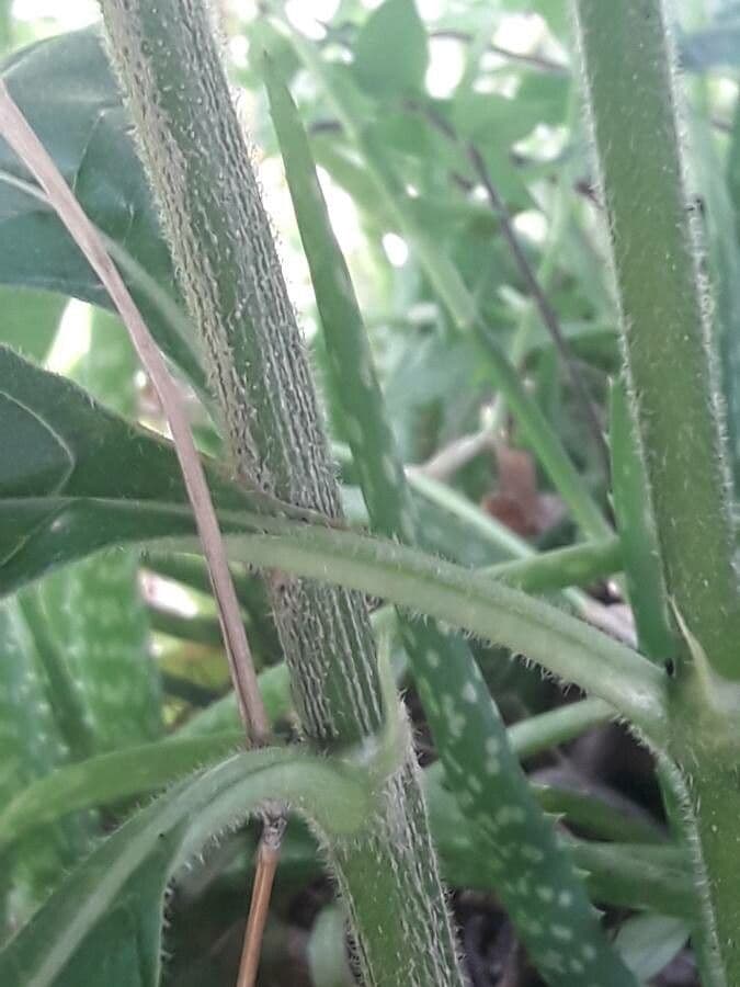 Vangueria madagascariensis 23
