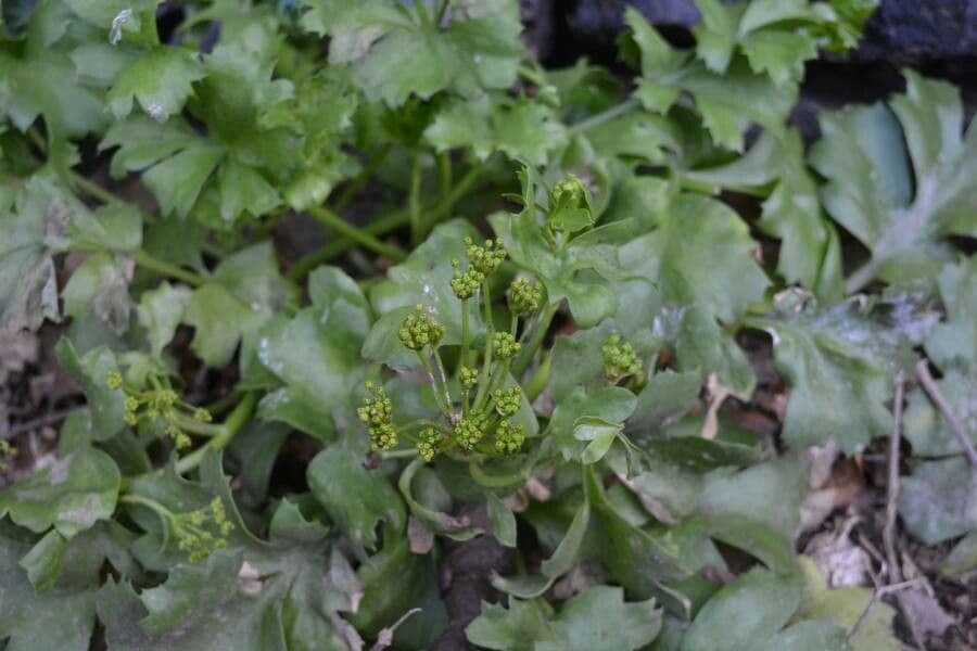 Astydamia 6