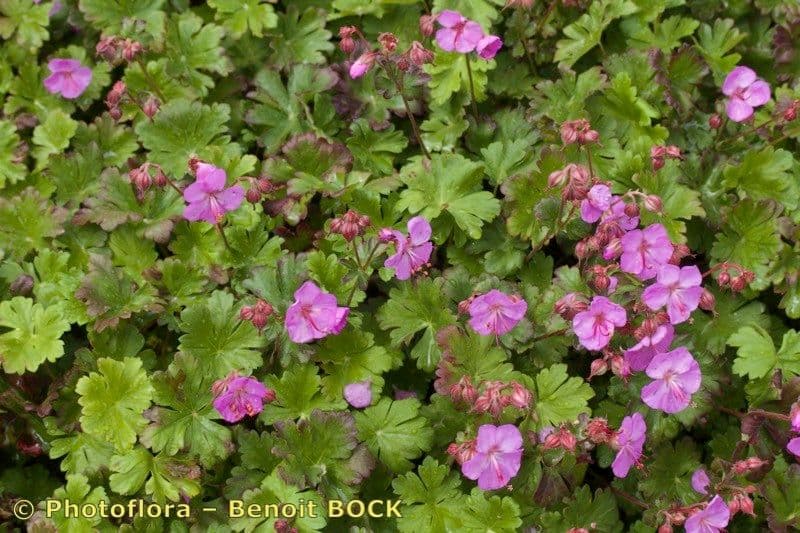 Borák 9