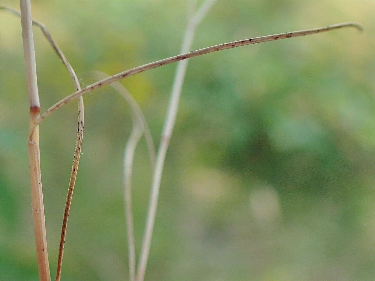Paléo bromoide 5
