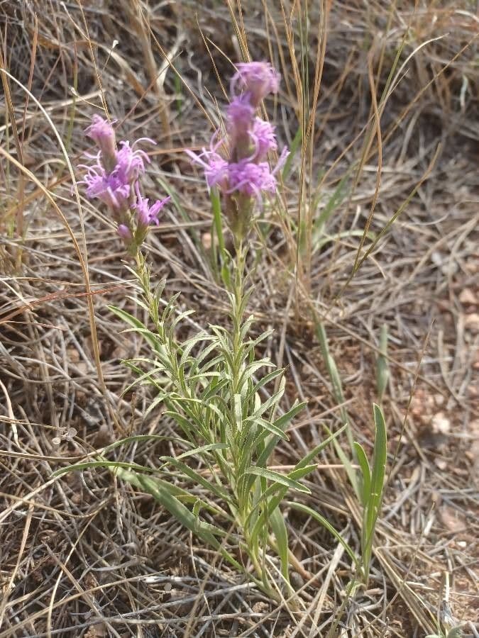 Liatris punctata 15