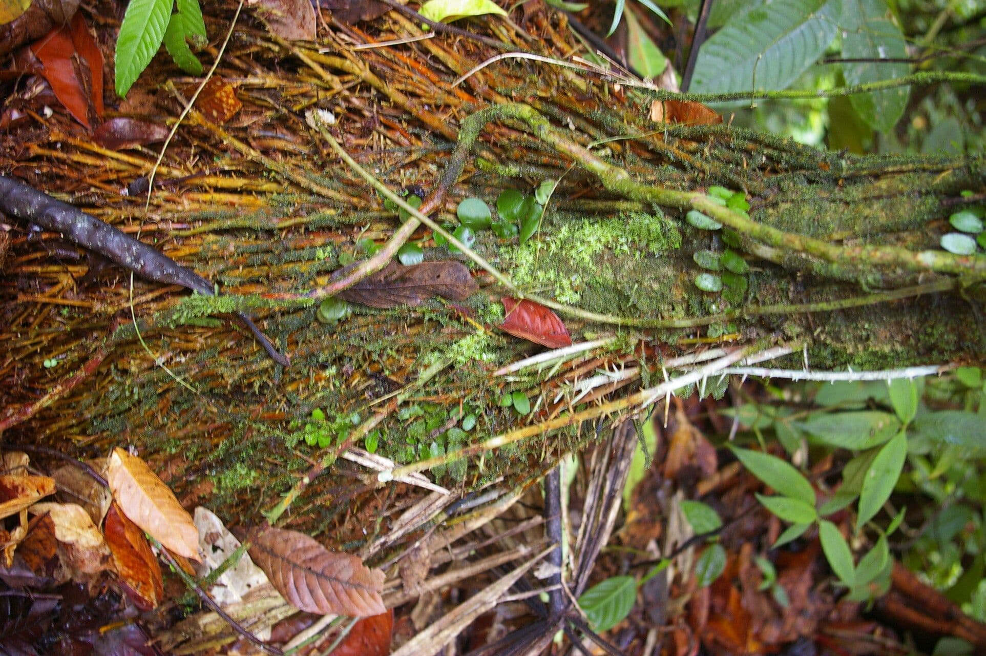 Cryosophila 7