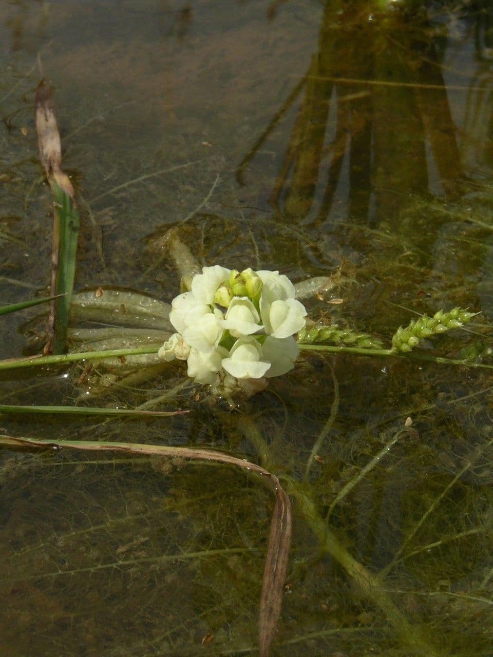Utricularia inflexa