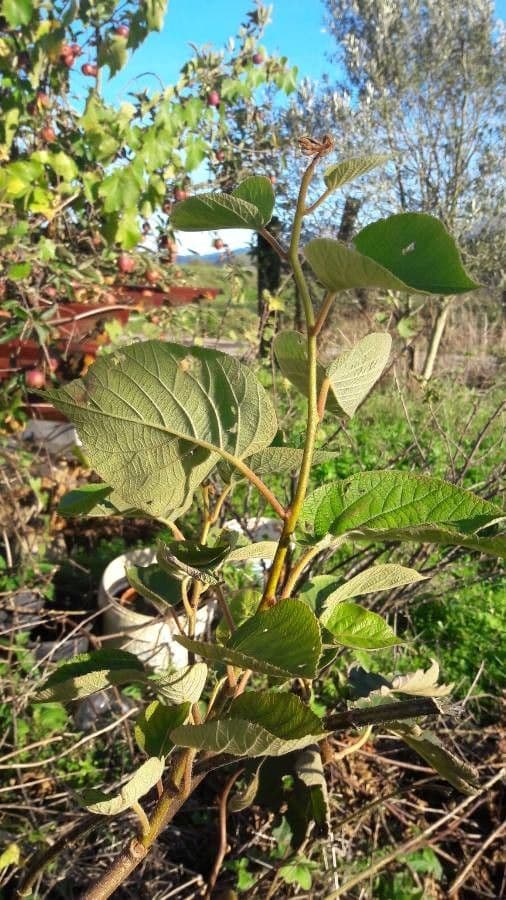 Kiwi dorato 16