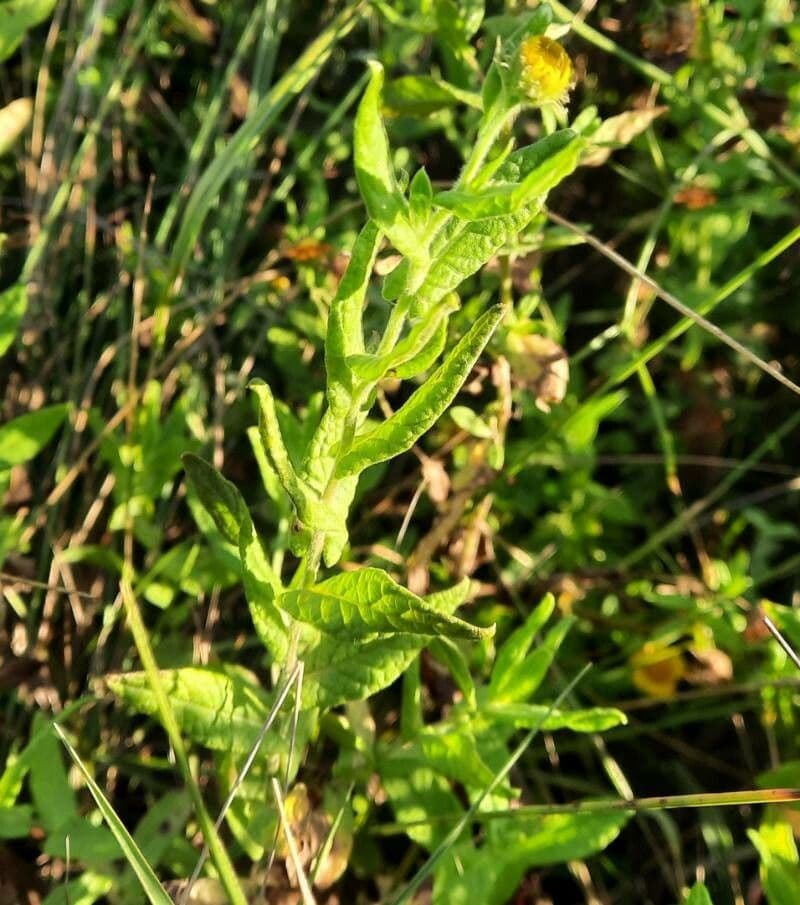 Pulicaria odora 18