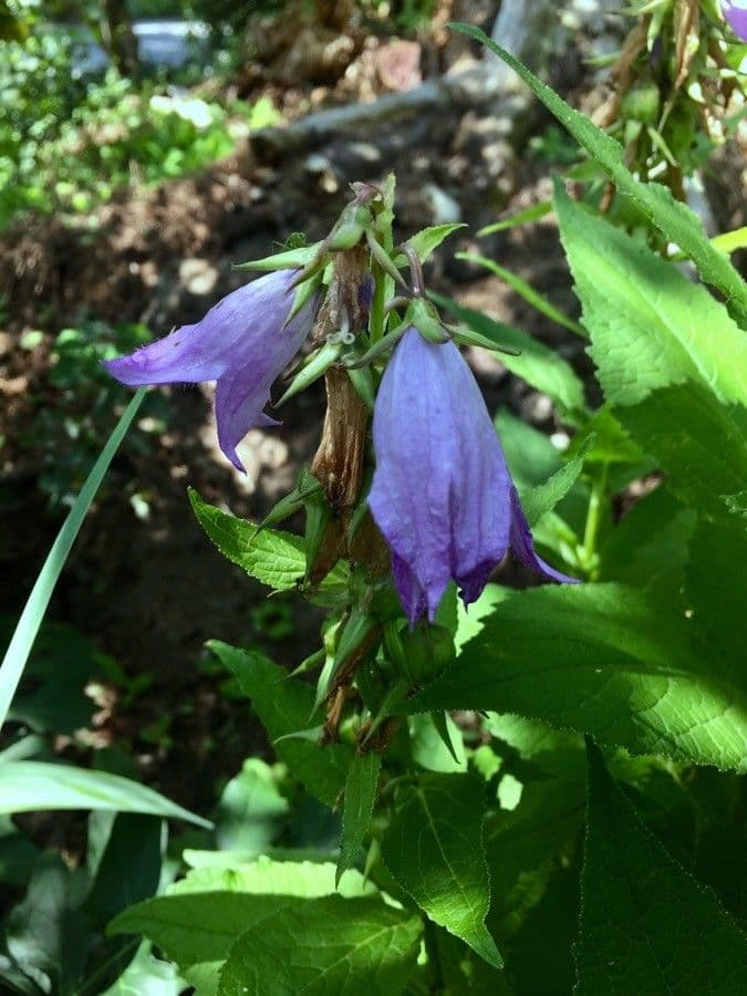 Breitblättrige Glockenblume 6