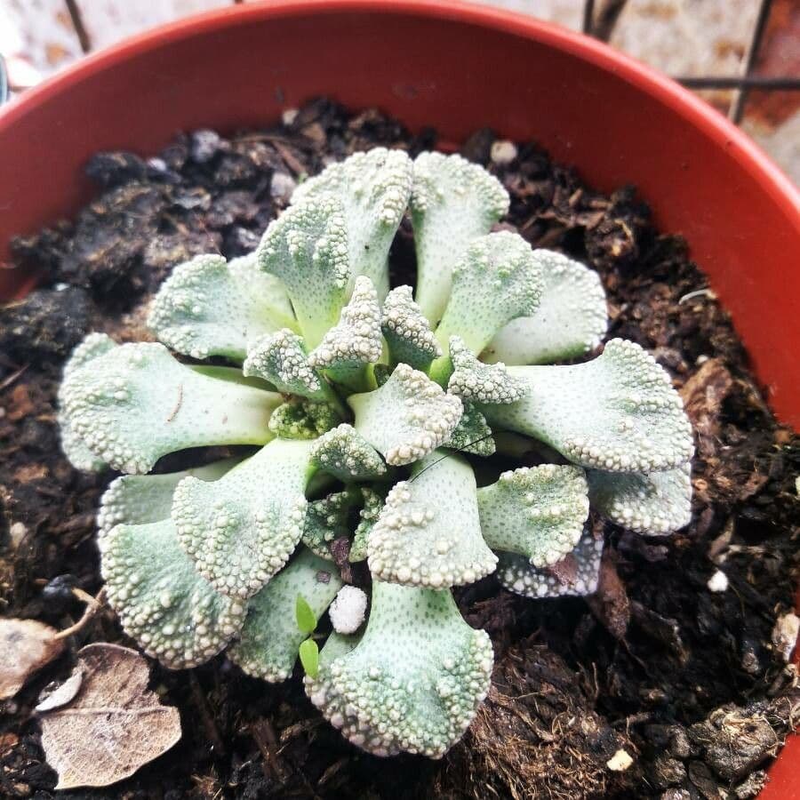 Titanopsis 14