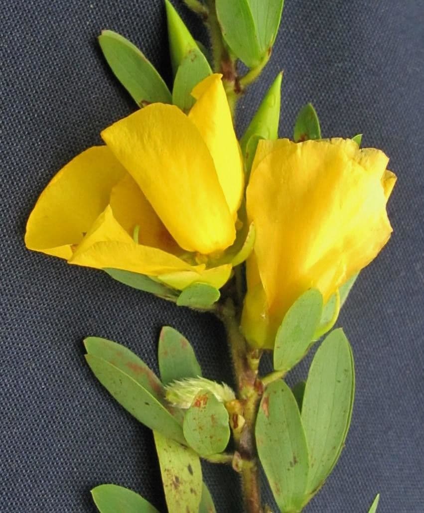 Desvauxs Mimose 5