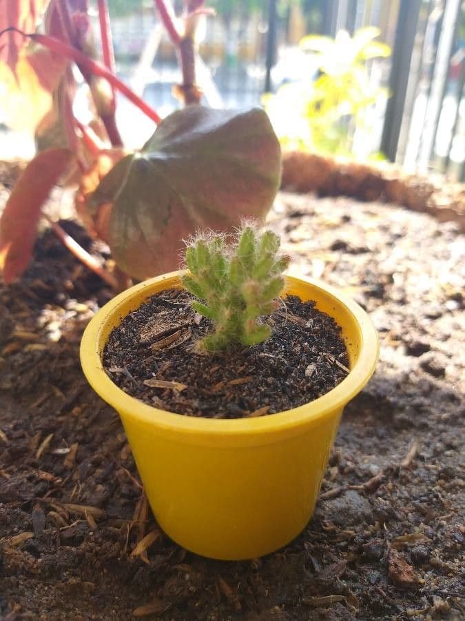 Rhipsalis 17