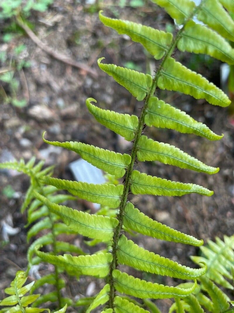 Dryopteris 2
