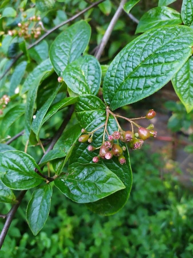 Cotonéaster 8