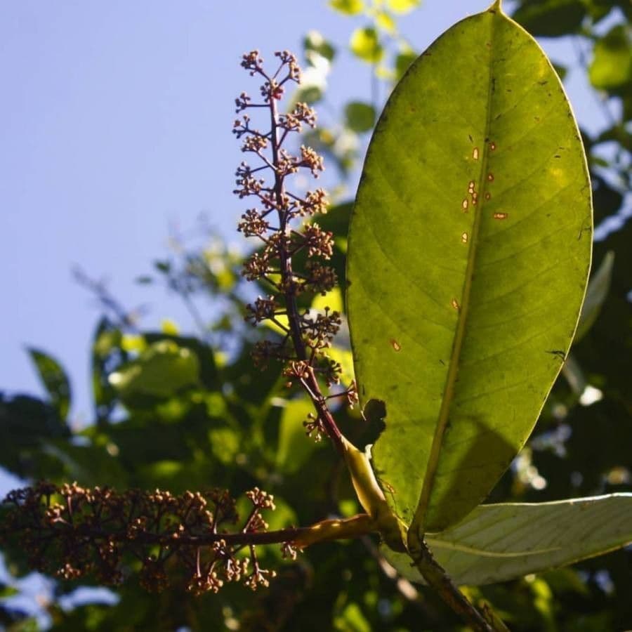Schefflera epifita