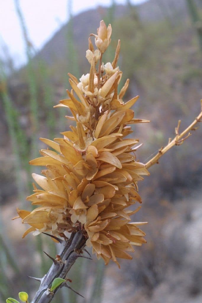 Ocotillo 2