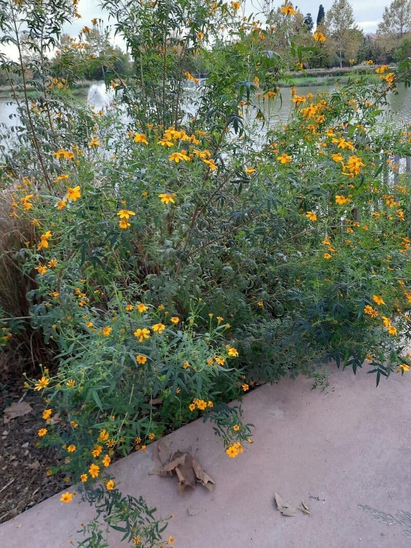 Tagetes 6