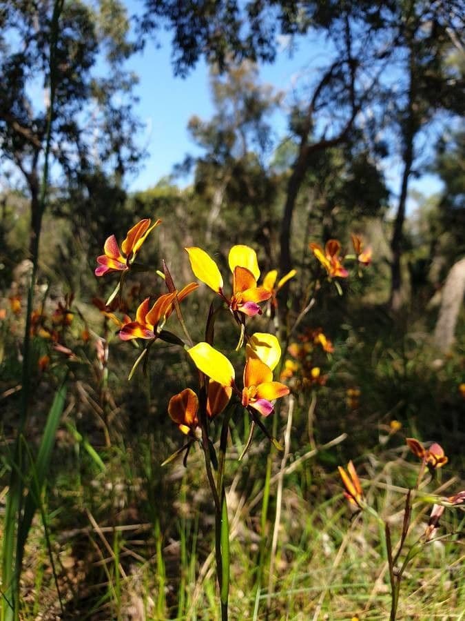 Diuris 4