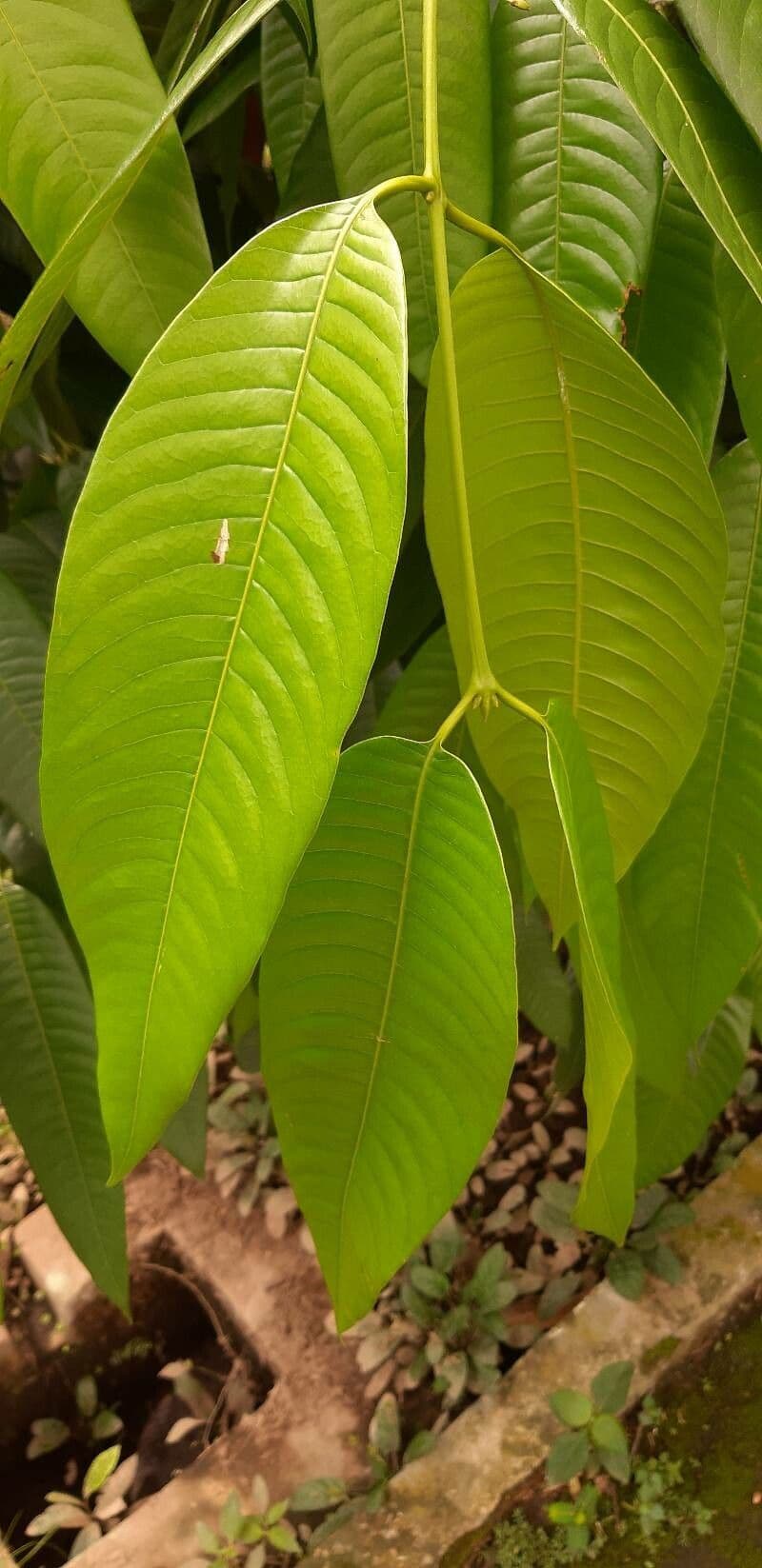 Noce di Malabar 11