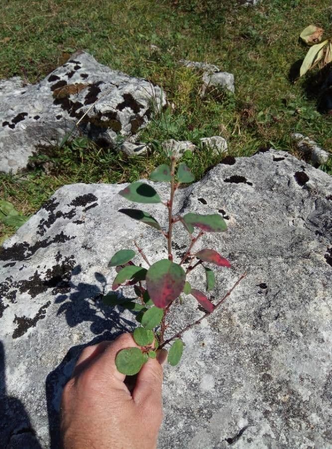 Cotonéaster commun 23